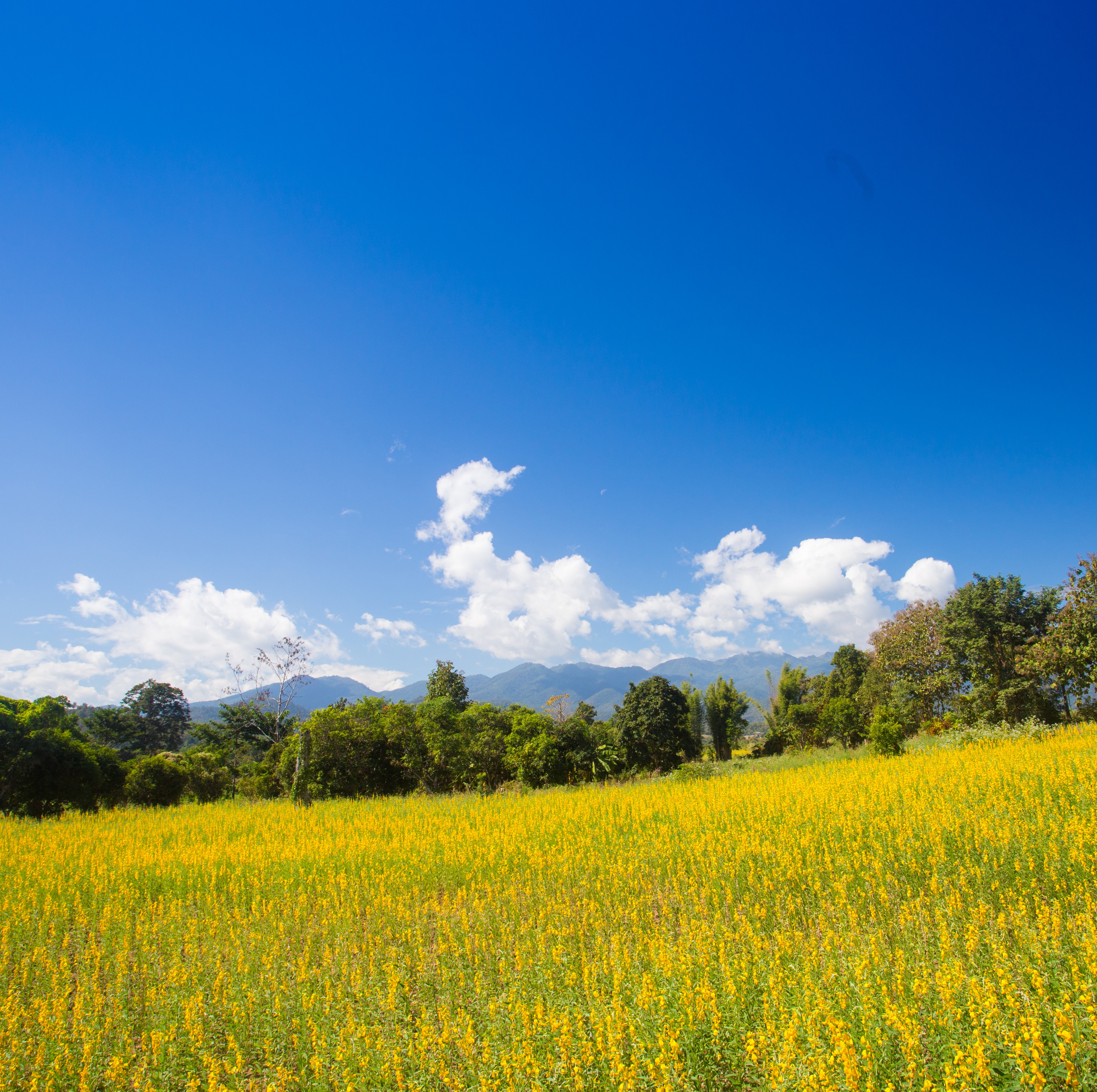 Shutterstock 781098862